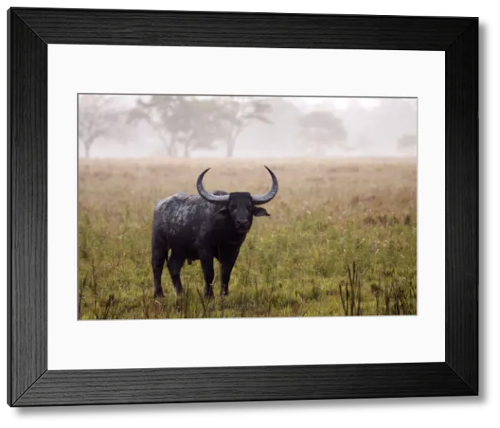 Framed Print : Picture No. 10890007