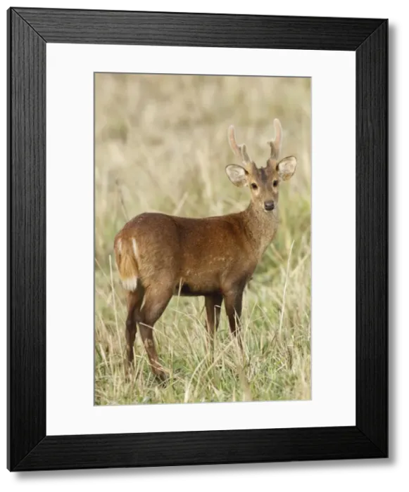 Framed Print : Picture No. 10889998 Framed Print : Picture No. 10889998