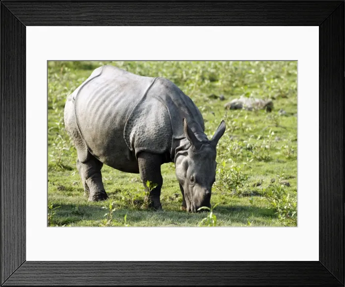 Framed Print : Picture No. 10890014 Framed Print : Picture No. 10890014