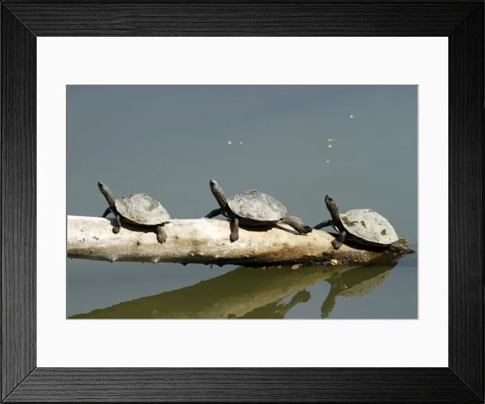 Framed Print : Picture No. 10890005 Framed Print : Picture No. 10890005