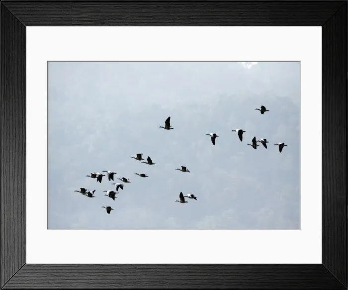 Framed Print : Picture No. 10890015 Framed Print : Picture No. 10890015