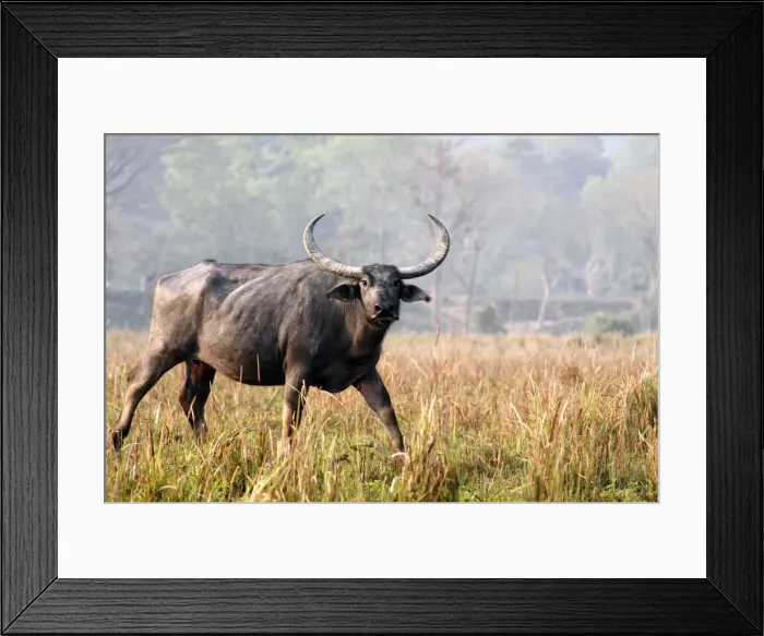 Framed Print : Picture No. 10890001 Framed Print : Picture No. 10890001