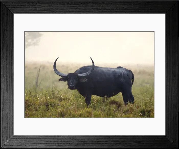 Framed Print : Picture No. 10889988 Framed Print : Picture No. 10889988