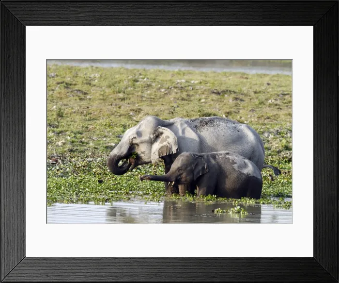 Framed Print : Picture No. 10889961 Framed Print : Picture No. 10889961