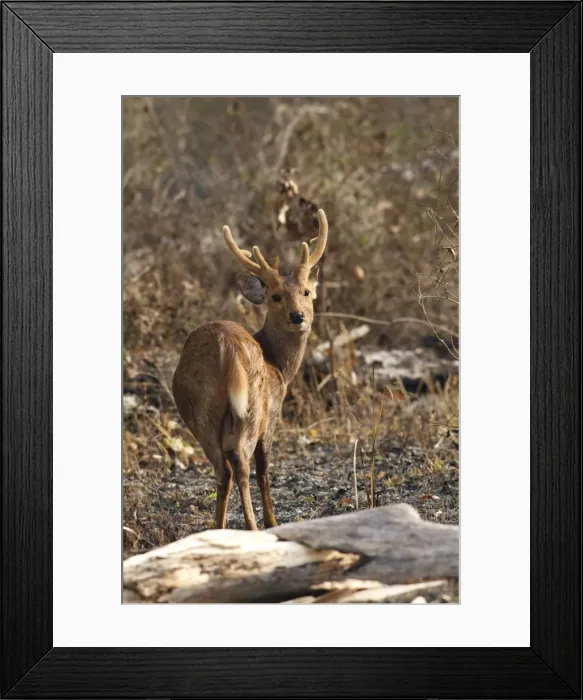 Framed Print : Picture No. 10889981 Framed Print : Picture No. 10889981