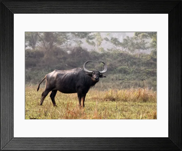 Framed Print : Picture No. 10889986 Framed Print : Picture No. 10889986