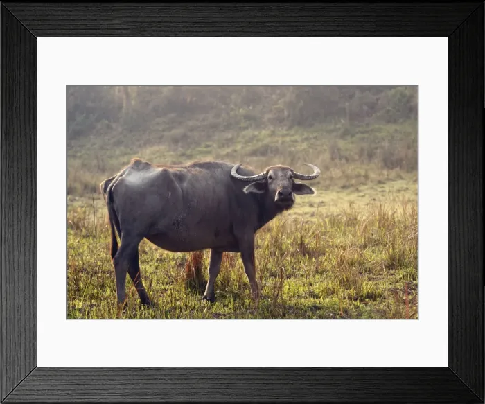 Framed Print : Picture No. 10889972