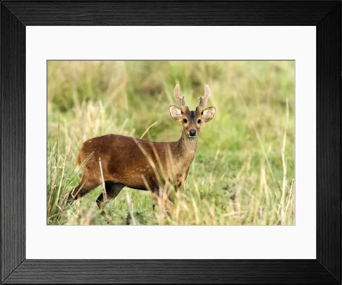 Framed Print : Picture No. 10889989 Framed Print : Picture No. 10889989