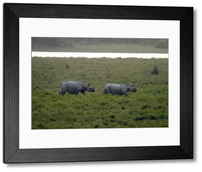 Framed Print : Picture No. 10890009 Framed Print : Picture No. 10890009