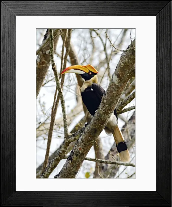 Framed Print : Picture No. 10889985 Framed Print : Picture No. 10889985