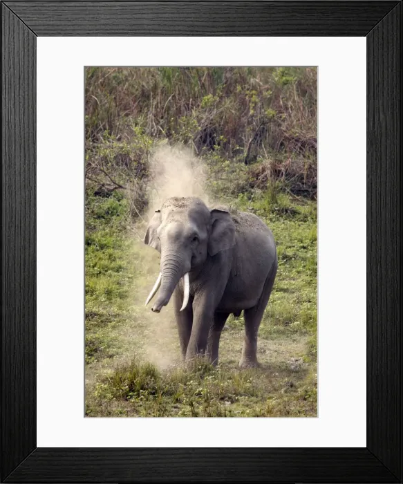 Framed Print : Picture No. 10889976