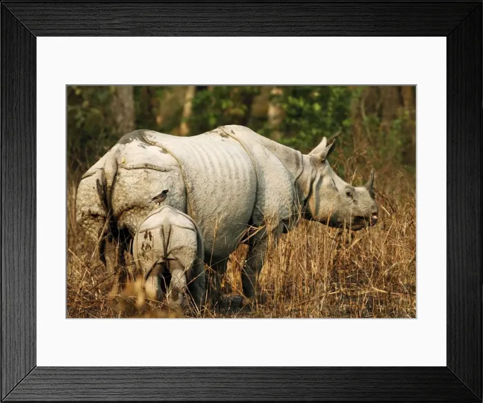 Framed Print : Picture No. 10889970 Framed Print : Picture No. 10889970