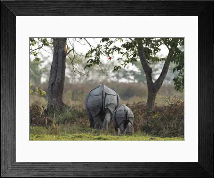 Framed Print : Picture No. 10889977 Framed Print : Picture No. 10889977