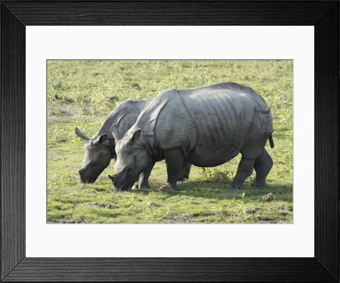 Framed Print : Picture No. 10889996 Framed Print : Picture No. 10889996