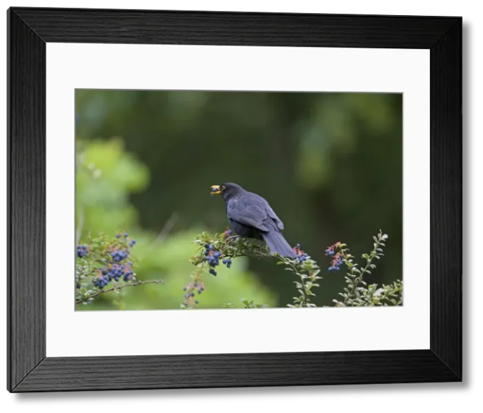 Framed Print : Picture No. 10890610 Framed Print : Picture No. 10890610