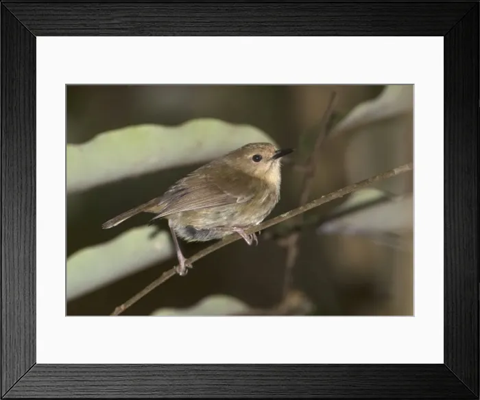 Framed Print : Picture No. 10890635 Framed Print : Picture No. 10890635