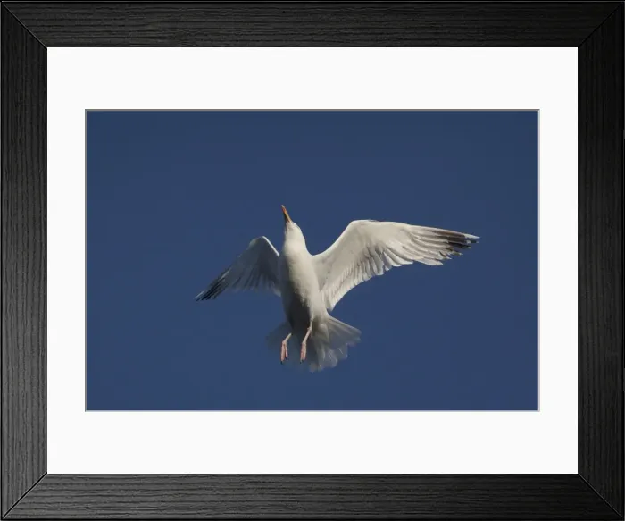 Framed Print : Picture No. 10890632 Framed Print : Picture No. 10890632