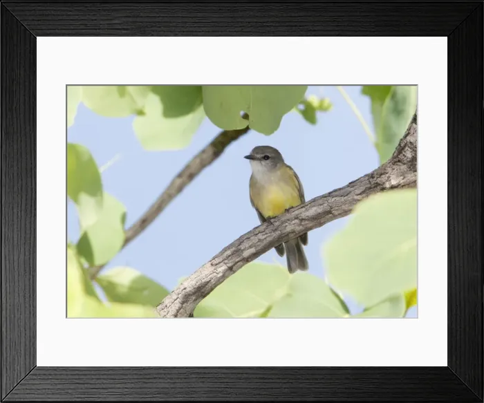 Framed Print : Picture No. 10890636 Framed Print : Picture No. 10890636
