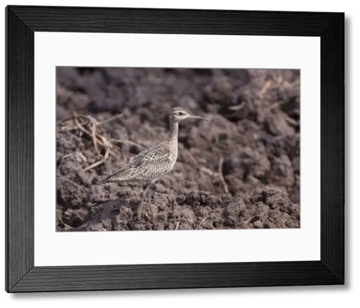 Framed Print : Picture No. 10890645 Framed Print : Picture No. 10890645