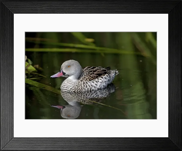 Framed Print : Picture No. 10890608 Framed Print : Picture No. 10890608