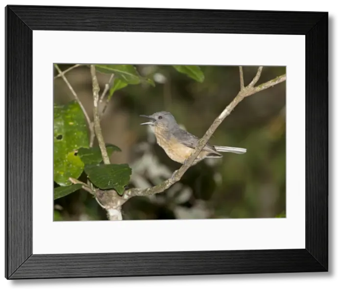 Framed Print : Picture No. 10890603 Framed Print : Picture No. 10890603