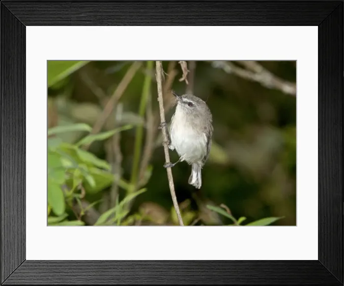 Framed Print : Picture No. 10890607 Framed Print : Picture No. 10890607