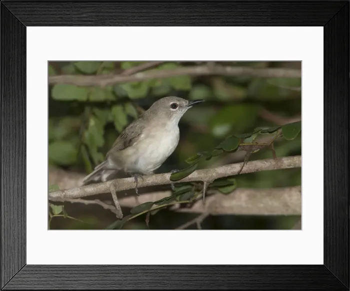 Framed Print : Picture No. 10890634 Framed Print : Picture No. 10890634