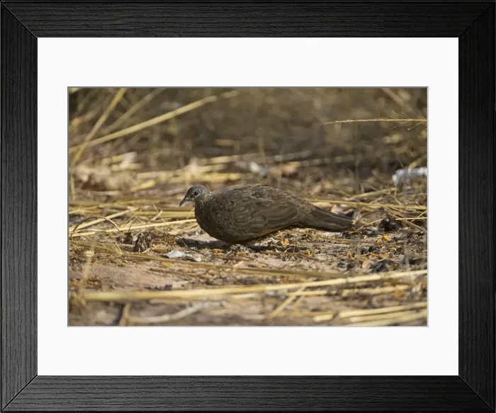 Framed Print : Picture No. 10890609 Framed Print : Picture No. 10890609