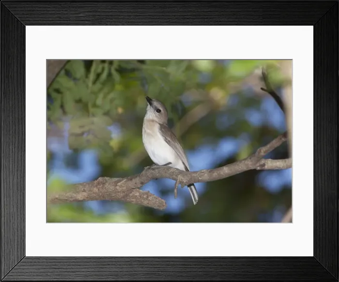 Framed Print : Picture No. 10890629 Framed Print : Picture No. 10890629