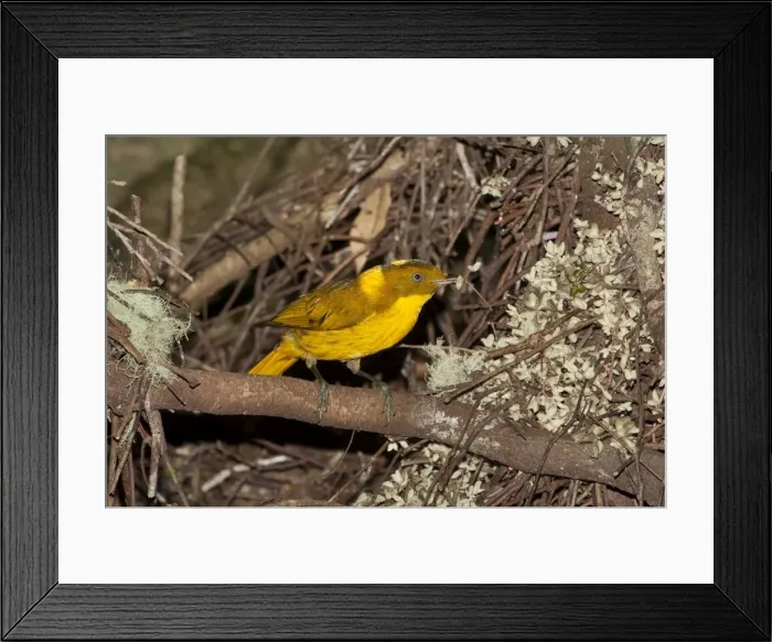Framed Print : Picture No. 10890625 Framed Print : Picture No. 10890625