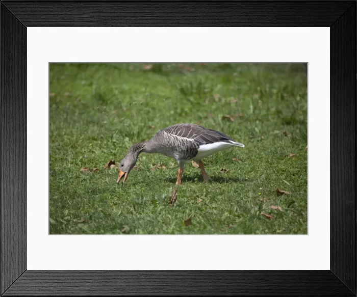 Framed Print : Picture No. 10890630 Framed Print : Picture No. 10890630