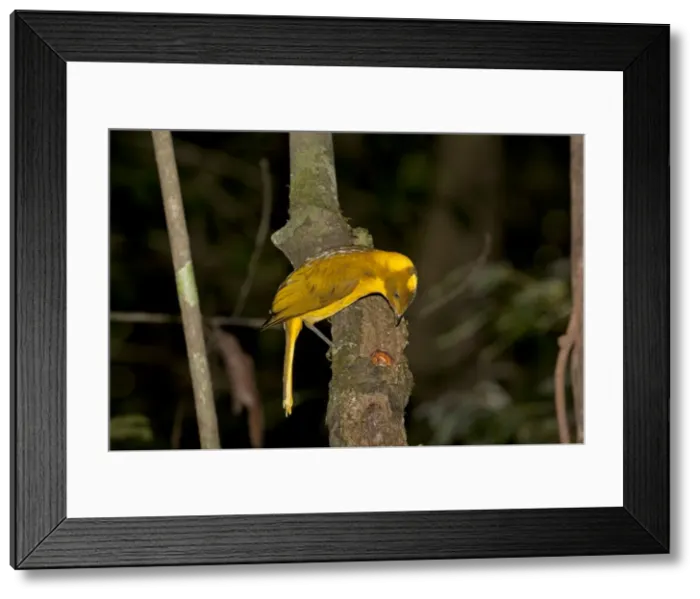 Framed Print : Picture No. 10890622 Framed Print : Picture No. 10890622