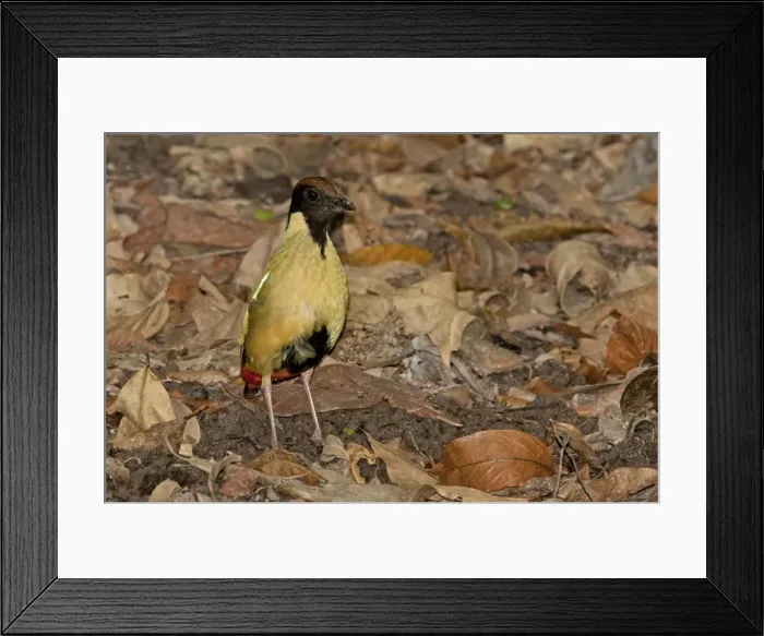 Framed Print : Picture No. 10890651 Framed Print : Picture No. 10890651
