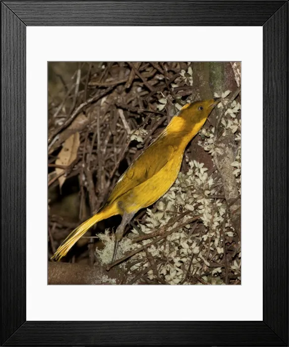 Framed Print : Picture No. 10890624 Framed Print : Picture No. 10890624