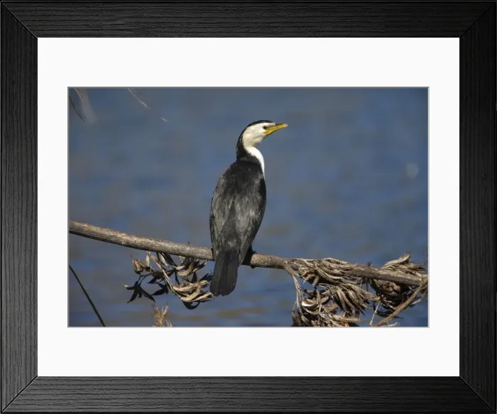 Framed Print : Picture No. 10890646 Framed Print : Picture No. 10890646