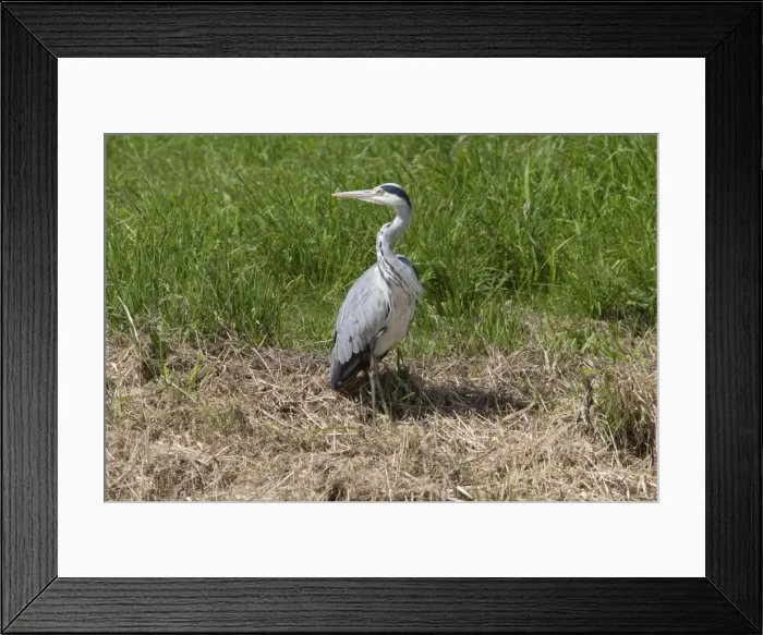Framed Print : Picture No. 10890627 Framed Print : Picture No. 10890627