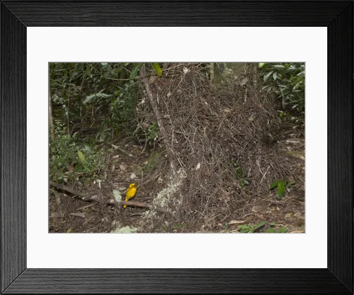 Framed Print : Picture No. 10890623 Framed Print : Picture No. 10890623