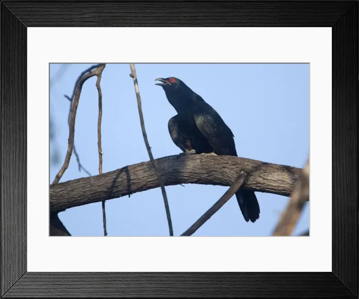 Framed Print : Picture No. 10890615 Framed Print : Picture No. 10890615