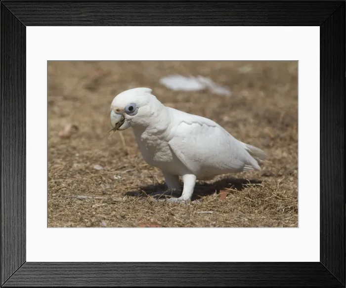 Framed Print : Picture No. 10890642 Framed Print : Picture No. 10890642