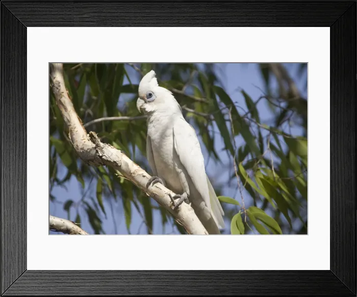 Framed Print : Picture No. 10890643 Framed Print : Picture No. 10890643