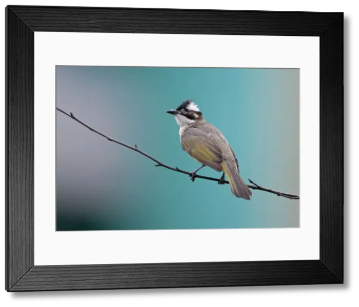 Framed Print : Picture No. 10890639 Framed Print : Picture No. 10890639