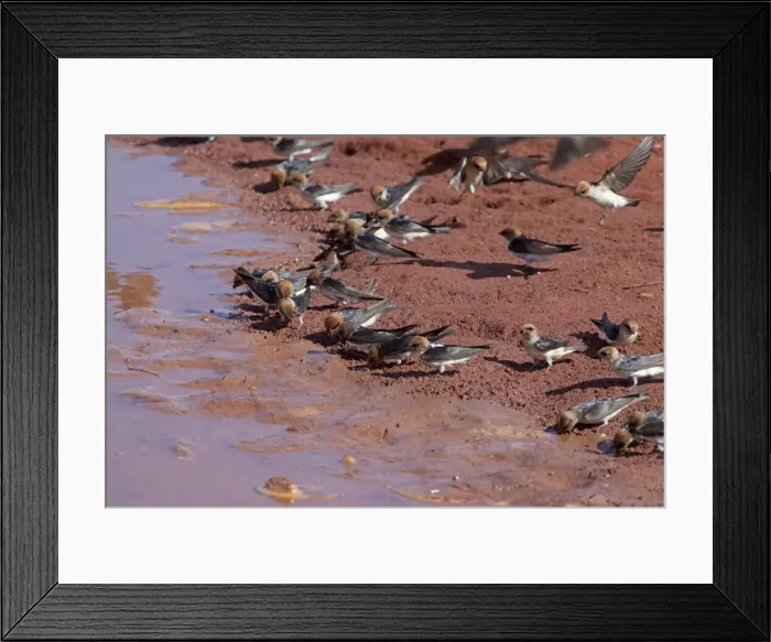 Framed Print : Picture No. 10890618 Framed Print : Picture No. 10890618