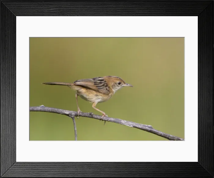 Framed Print : Picture No. 10890620 Framed Print : Picture No. 10890620