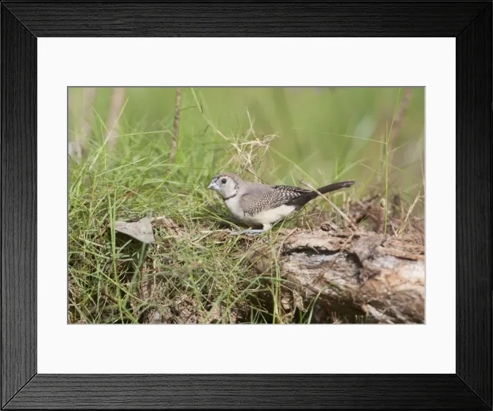 Framed Print : Picture No. 10890613 Framed Print : Picture No. 10890613