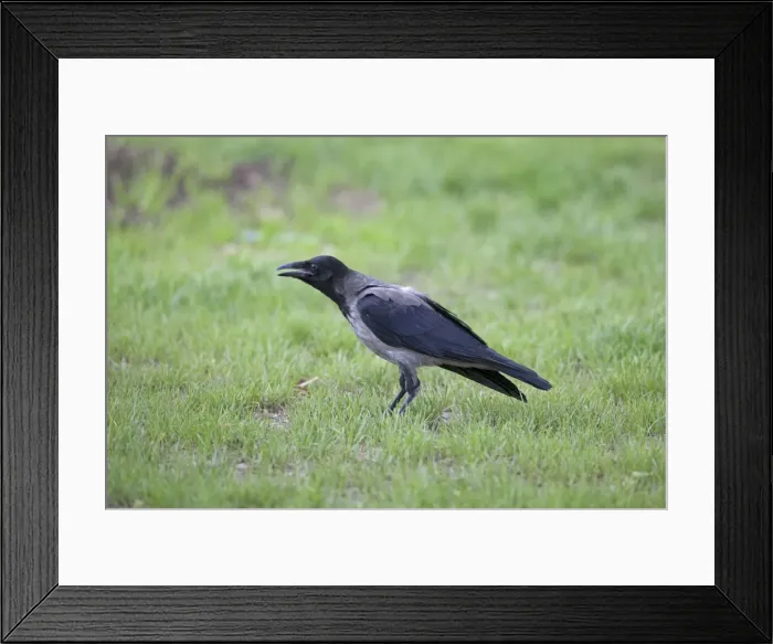 Framed Print : Picture No. 10890631