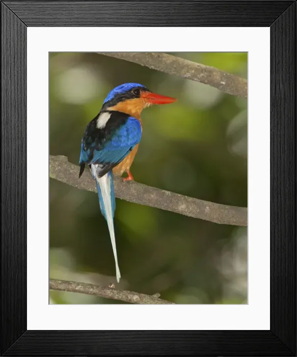 Framed Print : Picture No. 10890606 Framed Print : Picture No. 10890606
