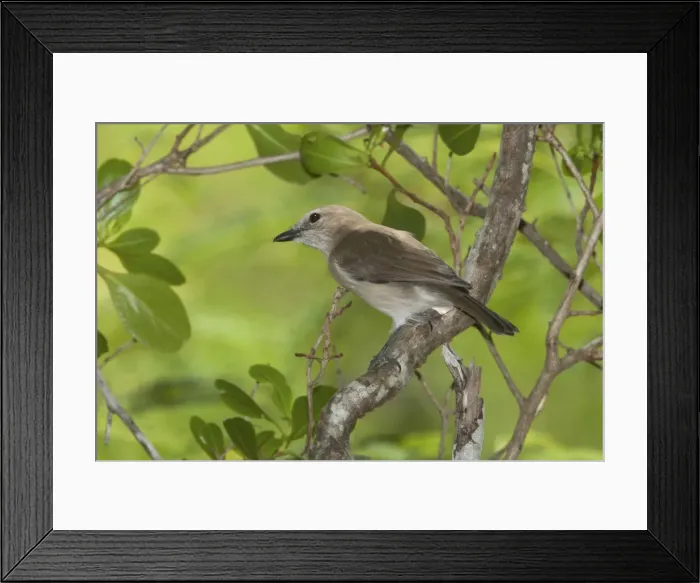 Framed Print : Picture No. 10890628 Framed Print : Picture No. 10890628