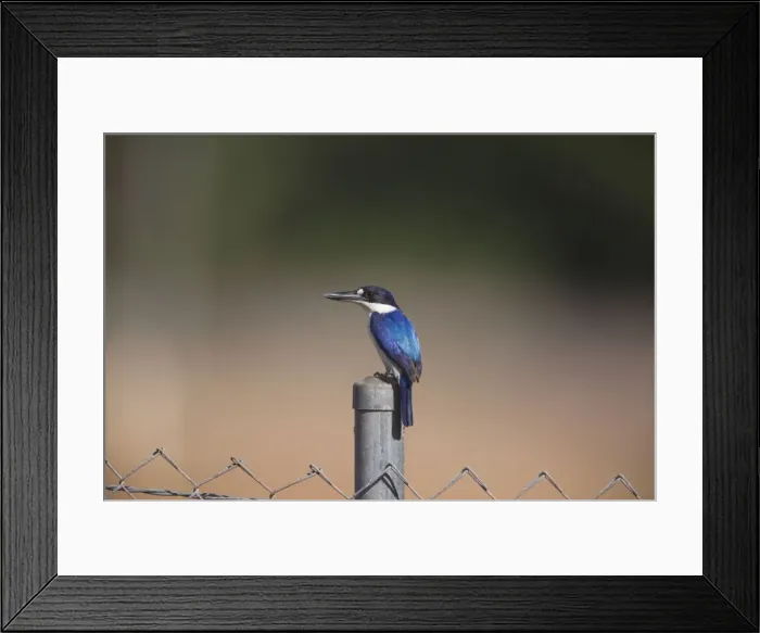 Framed Print : Picture No. 10890619 Framed Print : Picture No. 10890619
