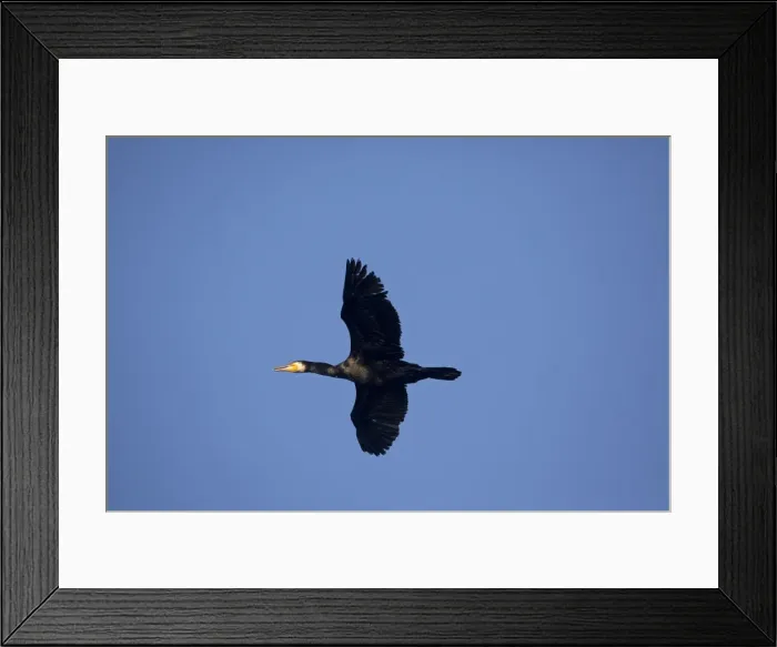 Framed Print : Picture No. 10890626 Framed Print : Picture No. 10890626