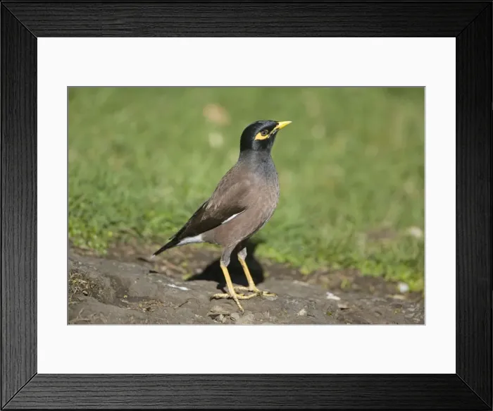 Framed Print : Picture No. 10890612 Framed Print : Picture No. 10890612
